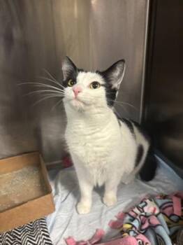 Rescue Domestic Short Hair Cats for Adoption in Lafayette, Indiana - Elinor | PetCurious