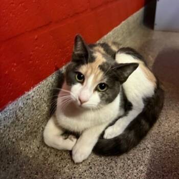 Rescue Domestic Short Hair Cats for Adoption in Sarasota, Florida - Fern | PetCurious