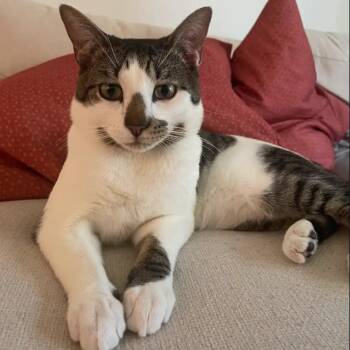 Sandwich -  Domestic Short Hair Cat for Adoption in Evanston, Illinois - Sandwich | PetCurious