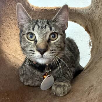 Rescue Domestic Short Hair Cats for Adoption in Syracuse, New York - Kim (male) | PetCurious