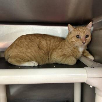 Domestic Short Hair and American Shorthair Cats Available for Adoption - Chowder | PetCurious