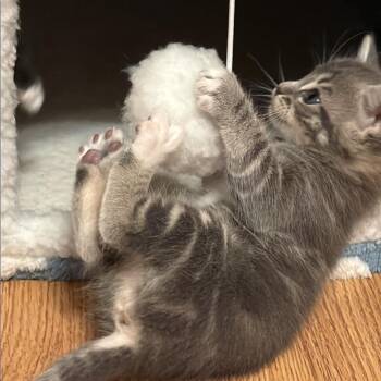 Domestic Short Hair Cats Available for Adoption in Costa Mesa, California - Paintbrush | PetCurious