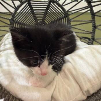 Domestic Medium Hair Cats Available for Adoption in Lewisville, Texas - Lawrence Olivier | PetCurious
