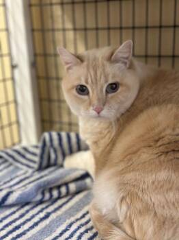 Diamond -  Domestic Medium Hair Cat for Adoption in Green River, Wyoming - Diamond | PetCurious