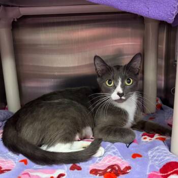 Junebug -  Domestic Short Hair Cat for Adoption in Keizer, Oregon - Junebug | PetCurious
