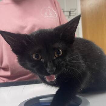 Cole -  Domestic Short Hair Cat for Adoption in Canton, Illinois - Cole | PetCurious