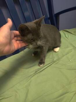 Truth -  Domestic Short Hair Cat for Adoption in Richmond, Virginia - Truth | PetCurious