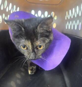 Domestic Short Hair Cats Available for Adoption - Cora | PetCurious