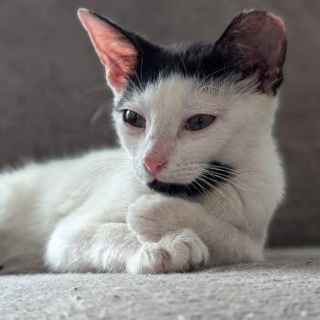 Jo-Jo -  Domestic Short Hair Cat for Adoption in Houston, Texas - Jo-Jo | PetCurious