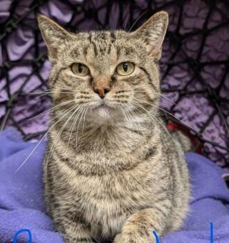 Crystal -  Domestic Short Hair Cat for Adoption in Dalton, Georgia - Crystal | PetCurious