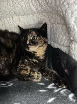 Domestic Short Hair Cats Available for Adoption - Azalea | PetCurious