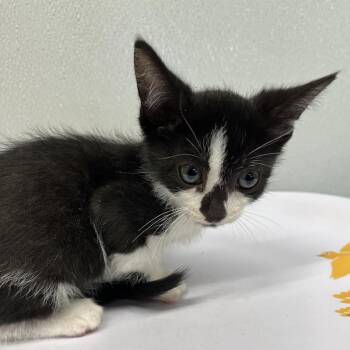 Noodle -  Domestic Short Hair Cat for Adoption in Tampa, Florida - Noodle | PetCurious