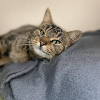 Gavi -  Domestic Short Hair Cat for Adoption in Great Falls, Montana - Gavi | PetCurious