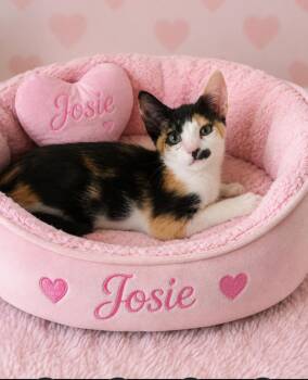 Josie -  Calico Cat for Adoption in Los Angeles, California - Josie | PetCurious