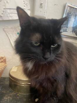 Mina -  Domestic Long Hair Cat for Adoption in New York, New York - Mina | PetCurious