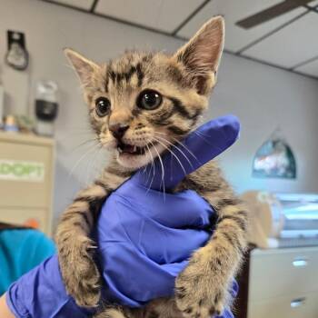 Simba -  Domestic Short Hair Cat for Adoption in East Hanover, New Jersey - Simba | PetCurious