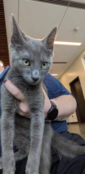 Opus -  Domestic Short Hair Cat for Adoption in Atlanta, Georgia - Opus | PetCurious
