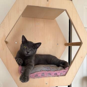 Mr. Kitten [bonded with brother, Mr. Pickles] -  Domestic Short Hair Cat Available for Adoption in Benicia, California - Mr. Kitten [bonded With Brother, Mr. Pickles] | PetCurious