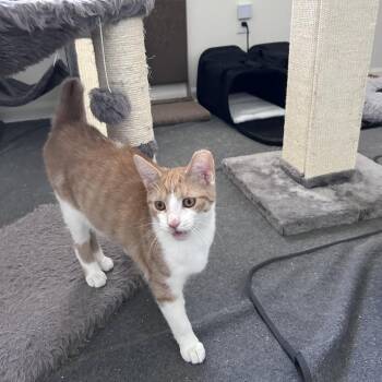 Domestic Short Hair Cats Available for Adoption in Granville, Ohio - Joshua | PetCurious