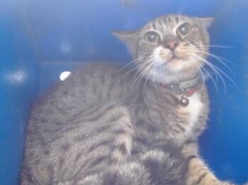 Rescue Domestic Short Hair Cats for Adoption in Orlando, Florida - LANEY | PetCurious