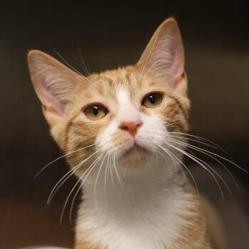 Rocky -  Domestic Short Hair Cat for Adoption in Briarcliff Manor, New York - Rocky | PetCurious