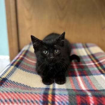 Domestic Short Hair Cats Available for Adoption in Fargo, North Dakota - Friarelli | PetCurious