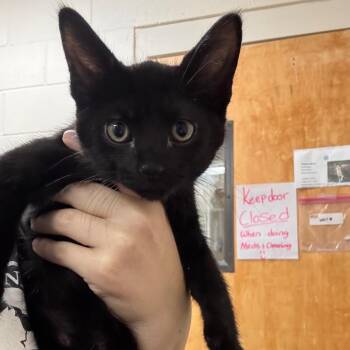Domestic Short Hair Cats Available for Adoption in Middleburg, Florida - Smalls 28496 | PetCurious
