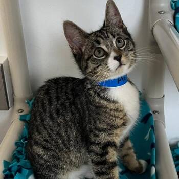 Muffin -  Domestic Short Hair Cat for Adoption in Buffalo, New York - Muffin | PetCurious
