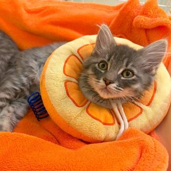 Shenanigan -  Domestic Medium Hair and Domestic Short Hair Cat for Adoption in Woodinville, Washington - Shenanigan | PetCurious