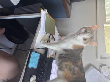 Rescue Domestic Short Hair Cats for Adoption in Medina, Ohio - Peanut | PetCurious