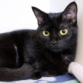 Domestic Short Hair Cats Available for Adoption - Vixen | PetCurious