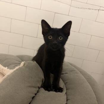 Domestic Short Hair Cats Available for Adoption in Evanston, Illinois - Pocket | PetCurious