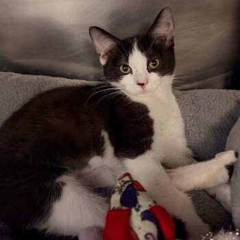 Dotty -  Domestic Short Hair Cat for Adoption in Las Vegas, Nevada - Dotty | PetCurious