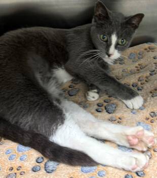 Churro -  Domestic Short Hair Cat for Adoption in Edison, New Jersey - Churro | PetCurious