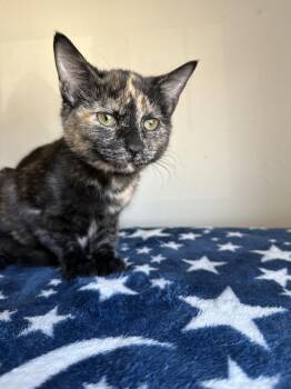 Domestic Short Hair Cats Available for Adoption - Brownie | PetCurious