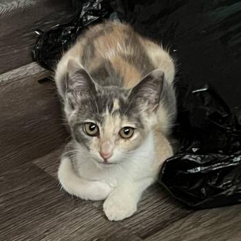 Snap -  Domestic Short Hair Cat for Adoption in Long Beach, California - Snap | PetCurious