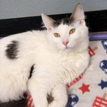 Damien -  Domestic Long Hair Cat for Adoption in Bryan, Ohio - Damien | PetCurious
