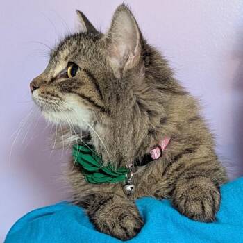 Maine Coon and Domestic Long Hair Cats Available for Adoption in Johnstown, Pennsylvania - Flour | PetCurious