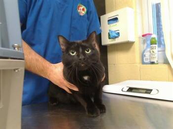 Domestic Short Hair Cats Available for Adoption in Cookeville, Tennessee - MOOKIE | PetCurious