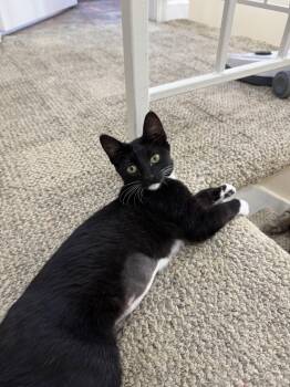 Nila (Courtesy Post) -  Domestic Short Hair Cat for Adoption in San Jose, California - Nila (Courtesy Post) | PetCurious