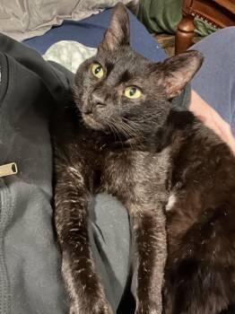 Not Theo -  Domestic Short Hair Cat for Adoption in Rochester, Washington - Not Theo | PetCurious