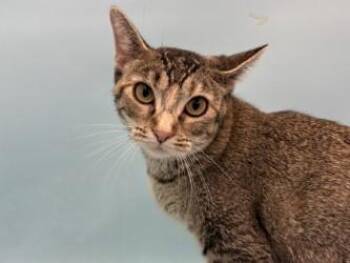 Pearl -  Domestic Short Hair Cat for Adoption in Golden Valley, Minnesota - Pearl | PetCurious