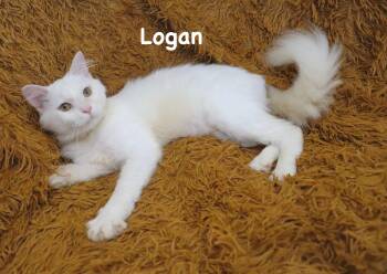 Logan -  Turkish Angora and Himalayan Cat for Adoption in St. Augustine, Florida - Logan | PetCurious