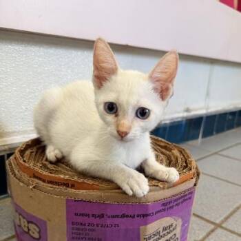 Butterball -  Domestic Short Hair Cat for Adoption in Honolulu, Hawaii - Butterball | PetCurious