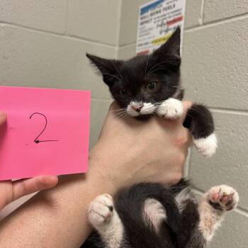 Tina -  Domestic Medium Hair Cat for Adoption in Bristol, Indiana - Tina | PetCurious
