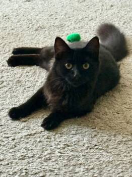 Rescue Domestic Medium Hair Cats for Adoption in Bonsall, California - Nadja 4588 | PetCurious