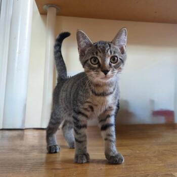 FIG -  Domestic Short Hair Cat for Adoption in East Greenwich, Rhode Island - FIG | PetCurious