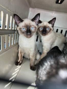 Siamese and Domestic Short Hair Cats Available for Adoption in Cromwell, Kentucky - Pike And Porter | PetCurious