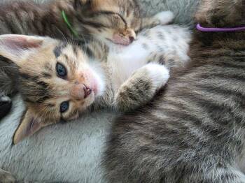 Daryl-Blue -  Domestic Short Hair Cat for Adoption in Battle Ground, Washington - Daryl-Blue | PetCurious
