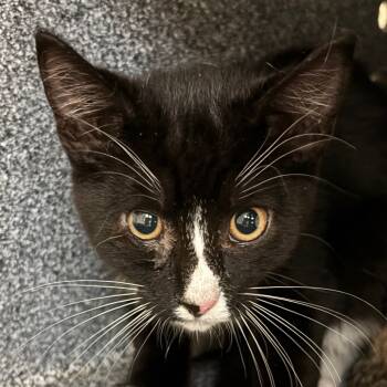Rescue American Shorthair Cats for Adoption in Vineland, New Jersey - Onyx | PetCurious